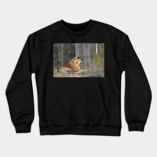 Big Cat Hybrid Crewneck Sweatshirt